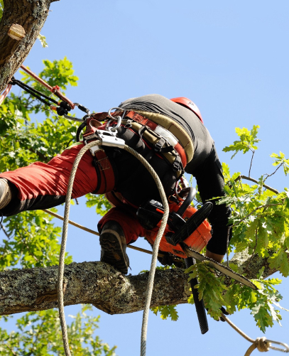 pmateriel d'elagage à Bonnelles dans les Yvelines 78